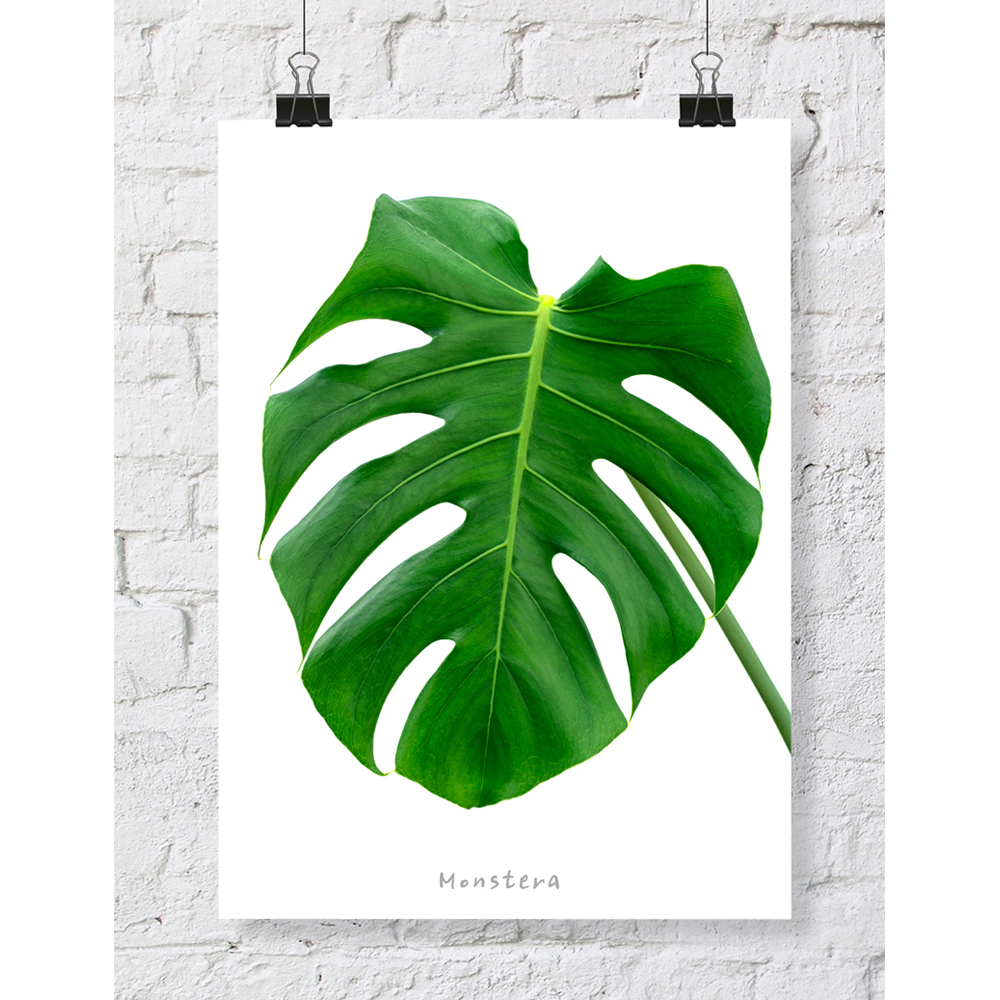 DGT-001 몬스테라 식물 인테리어 대형 포스터