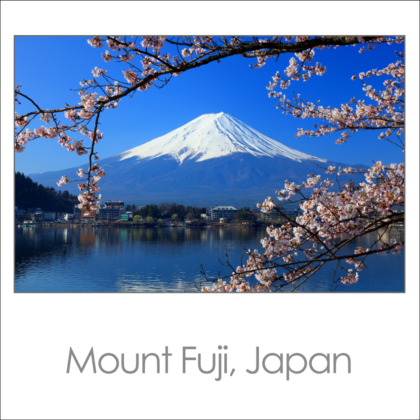 후지산의 아름다운 벚꽃 일본