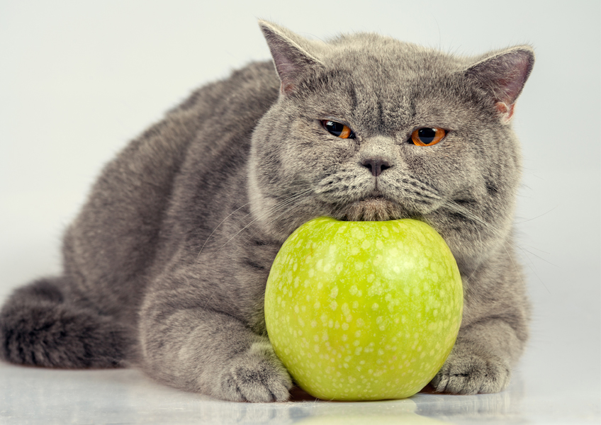 귀여운 고양이와 녹색 사과 포토그라피 포스터