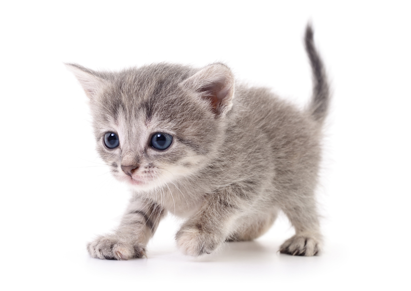 작은 회색 고양이 포토그라피 포스터