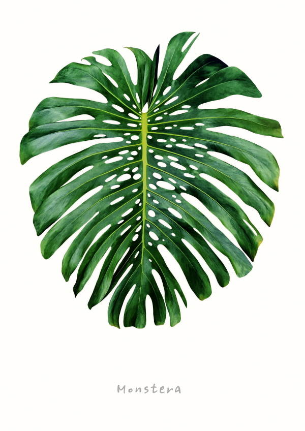 몬스테라 북유럽 식물 포스터