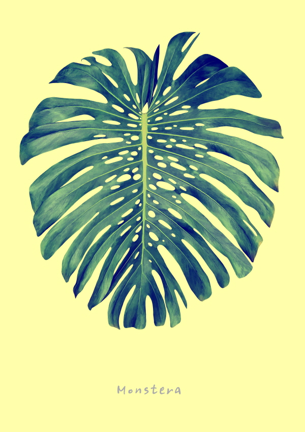 몬스테라 북유럽 식물 포스터
