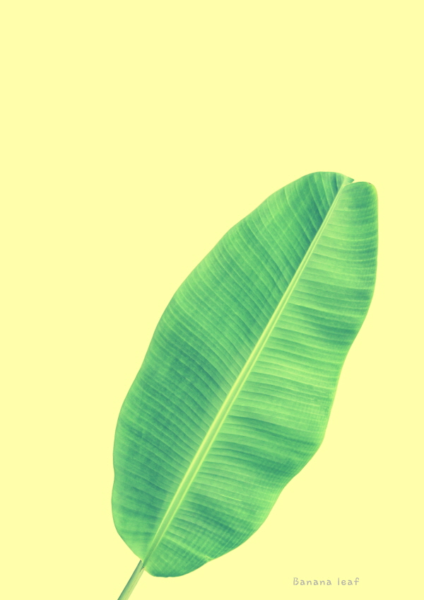 바나나잎 북유럽 식물 포스터